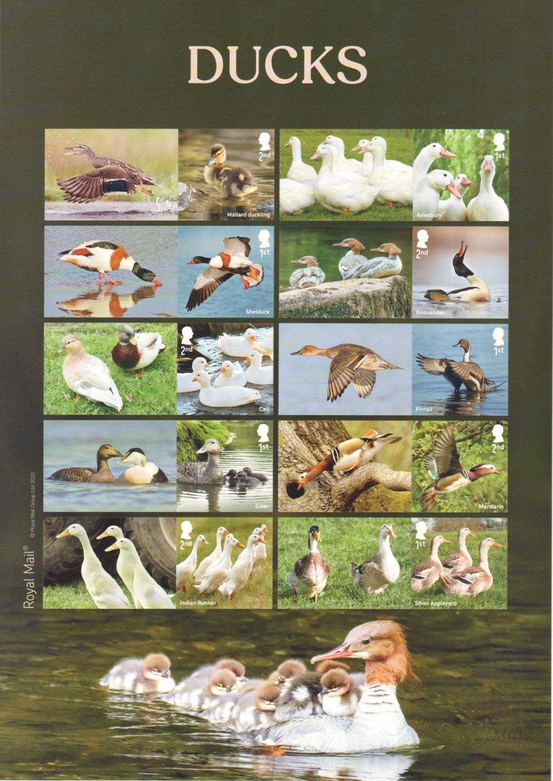 GB 2025 - Ducks  Collector / Smilers  Sheet - GS178/LS176